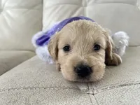 White Puppy .6, a female English Cream Golden Retriever for sale in Brooksville, FL – 10 of 10