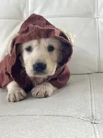 White Puppy :3, a male English Cream Golden Retriever for sale in Brooksville, FL – 10 of 10