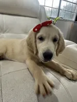White Puppy 3 (f) , a female English Cream Golden Retriever for sale in Brooksville, FL – 2 of 7