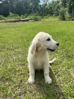 June Puppy 6, a female English Cream Golden Retriever for sale in Brooksville, FL – 2 of 7