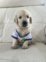White Puppy 2, a male English Cream Golden Retriever for sale in Brooksville, FL – 4 of 10