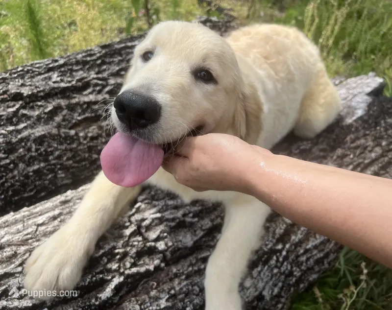 White Puppy 3 (f)  – English Cream Golden Retriever puppy for sale in Brooksville, FL