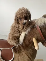 Toy Poodle 2, a male Poodle - Toy  for sale in Brooksville, FL – 1 of 5