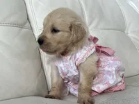 White Puppy .5, a female English Cream Golden Retriever for sale in Brooksville, FL – 6 of 8