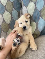 Red Puppy 2 (f), a female Golden Retriever for sale in Brooksville, FL – 3 of 4