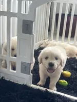 White Puppy 2 (b), a male English Cream Golden Retriever for sale in Brooksville, FL – 10 of 10