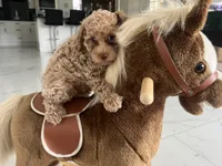 Toy Poodle 1, a male Poodle - Toy  for sale in Brooksville, FL – 2 of 4