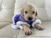 White Puppy .6, a female English Cream Golden Retriever for sale in Brooksville, FL – 8 of 10