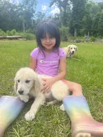 June Puppy 9, a female English Cream Golden Retriever for sale in Brooksville, FL – 2 of 5