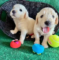 White Puppy 2 (b), a male English Cream Golden Retriever for sale in Brooksville, FL – 6 of 6