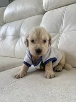 White Puppy .4, a male English Cream Golden Retriever for sale in Brooksville, FL – 4 of 7