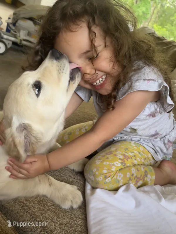 White Puppy 2 (b) – English Cream Golden Retriever puppy for sale in Brooksville, FL
