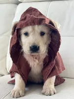 White Puppy :3, a male English Cream Golden Retriever for sale in Brooksville, FL – 7 of 10