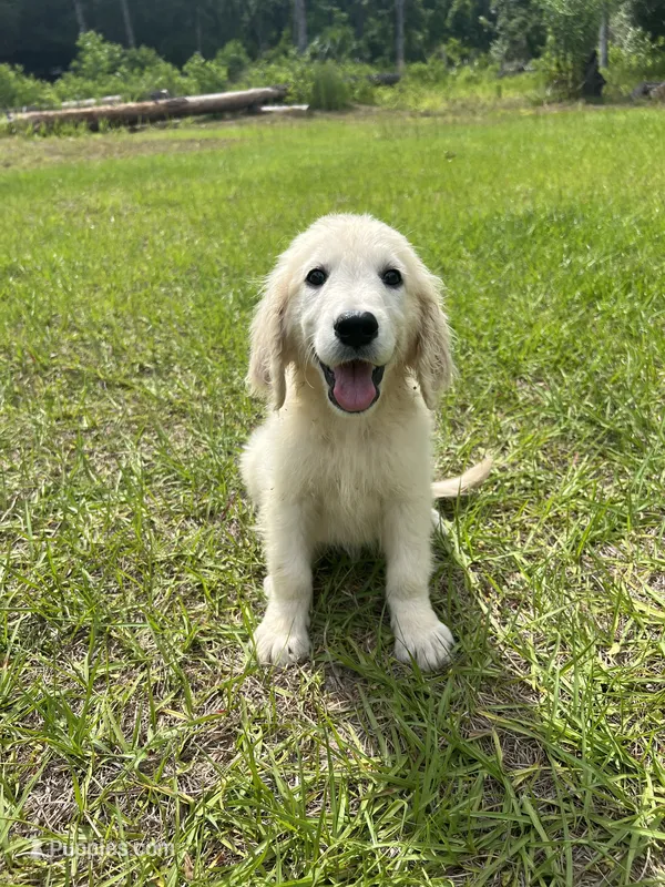 June Puppy 6 – English Cream Golden Retriever puppy for sale in Brooksville, FL