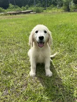June Puppy 6, a female English Cream Golden Retriever for sale in Brooksville, FL – 1 of 7