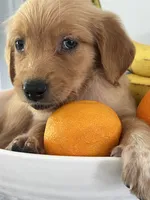 Red Puppy 4 (m), a male Golden Retriever for sale in Brooksville, FL – 2 of 6