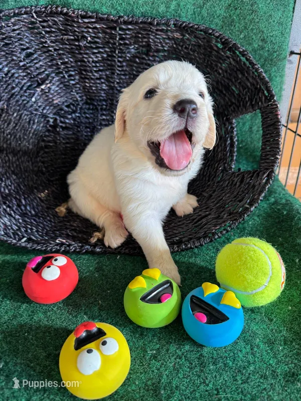 White Puppy 1 (b) – English Cream Golden Retriever puppy for sale in Brooksville, FL