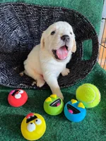 White Puppy 1 (b), a male English Cream Golden Retriever for sale in Brooksville, FL – 1 of 4