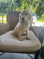 June Puppy 4, a male English Cream Golden Retriever for sale in Brooksville, FL – 4 of 6