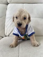 White Puppy .4, a male English Cream Golden Retriever for sale in Brooksville, FL – 6 of 7