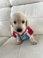 White Puppy 1, a male English Cream Golden Retriever for sale in Brooksville, FL – 4 of 10