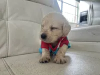 White Puppy .2, a male English Cream Golden Retriever for sale in Brooksville, FL – 2 of 8