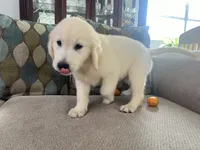 June Puppy 2, a male English Cream Golden Retriever for sale in Brooksville, FL – 5 of 6
