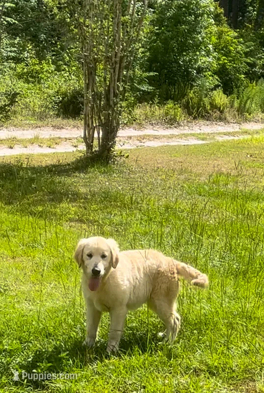 White Puppy 1 (f) – English Cream Golden Retriever puppy for sale in Brooksville, FL