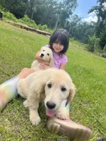 June Puppy 8, a female English Cream Golden Retriever for sale in Brooksville, FL – 8 of 8