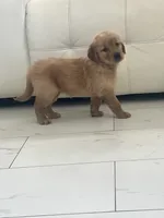 Red Puppy 3 (f), a female Golden Retriever for sale in Brooksville, FL – 3 of 7