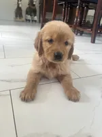 Red Puppy 4 (f), a female Golden Retriever for sale in Brooksville, FL – 3 of 6