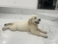 June Puppy 3, a male English Cream Golden Retriever for sale in Brooksville, FL – 3 of 7