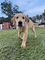 Red Puppy 2 (f), a female Golden Retriever for sale in Brooksville, FL – 1 of 6