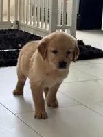 Red Puppy 1 (f), a female Golden Retriever for sale in Brooksville, FL – 5 of 6