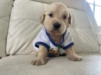 White Puppy .4, a male English Cream Golden Retriever for sale in Brooksville, FL – 3 of 7