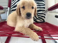 Red Puppy 3 (m), a male Golden Retriever for sale in Brooksville, FL – 4 of 5