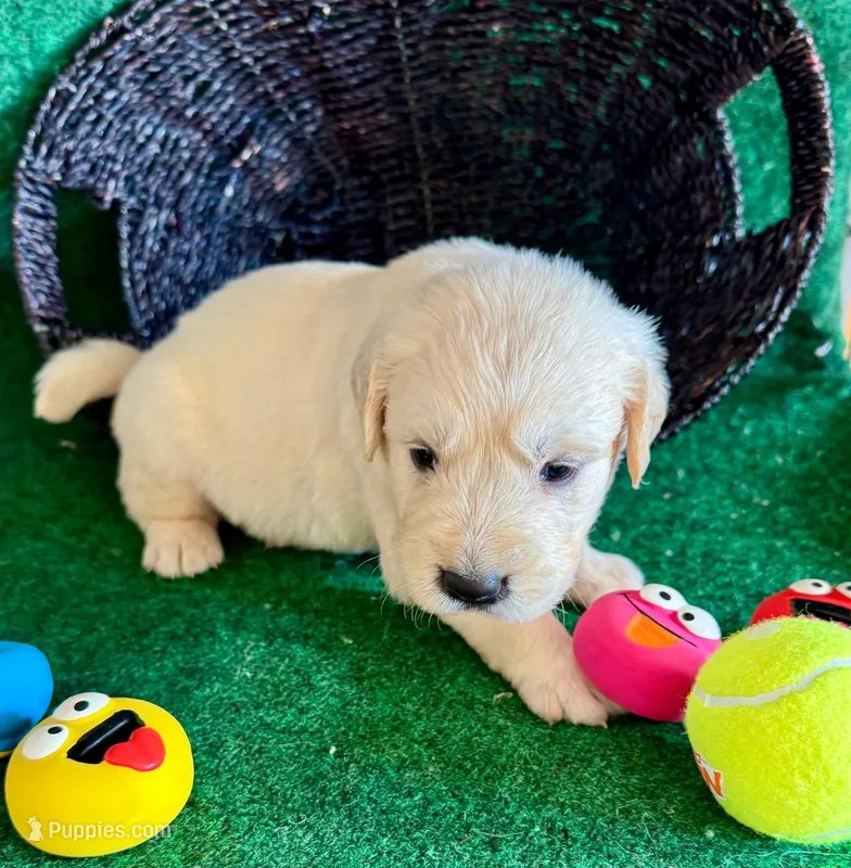White Puppy 2 (b) – English Cream Golden Retriever puppy for sale in Brooksville, FL