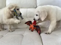 White Puppy 3 (b), a male English Cream Golden Retriever for sale in Brooksville, FL – 2 of 6