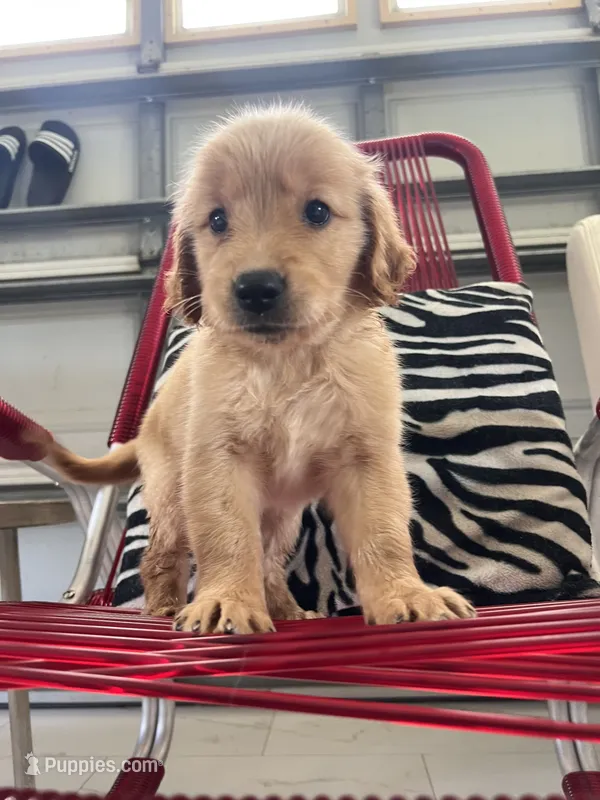 Red Puppy 3 (m), a male Golden Retriever for sale in Brooksville, FL – 1 of 5