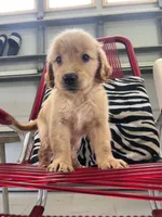 Red Puppy 3 (m), a male Golden Retriever for sale in Brooksville, FL – 1 of 5