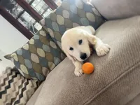 June Puppy 3, a male English Cream Golden Retriever for sale in Brooksville, FL – 6 of 7