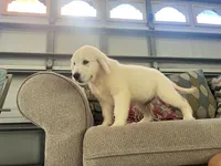 June Puppy 2, a male English Cream Golden Retriever for sale in Brooksville, FL – 4 of 6