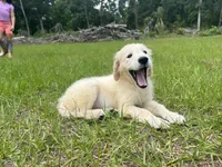 June Puppy 8, a female English Cream Golden Retriever for sale in Brooksville, FL – 6 of 8