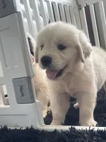 White Puppy 2 (b), a male English Cream Golden Retriever for sale in Brooksville, FL – 5 of 10