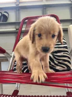 Red Puppy 3 (m), a male Golden Retriever for sale in Brooksville, FL – 2 of 5