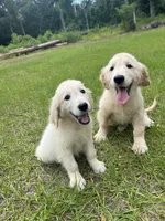 June Puppy 7, a female English Cream Golden Retriever for sale in Brooksville, FL – 4 of 6