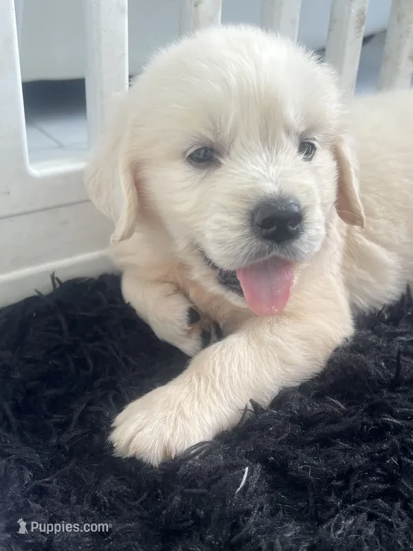 White Puppy 5 (b)  – English Cream Golden Retriever puppy for sale in Brooksville, FL