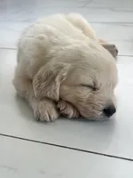 White Puppy 2 (f), a female English Cream Golden Retriever for sale in Brooksville, FL – 2 of 10
