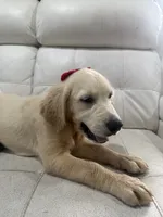 White Puppy 3 (f) , a female English Cream Golden Retriever for sale in Brooksville, FL – 4 of 7