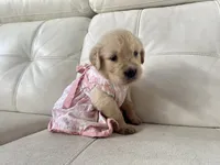 White Puppy .5, a female English Cream Golden Retriever for sale in Brooksville, FL – 2 of 8